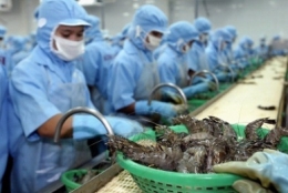 Quý II/2016: Xuất khẩu tôm tăng 2,3%