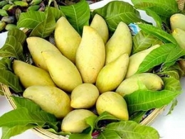 Đồng Tháp đẩy mạnh xuất khẩu xoài