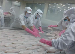 Xuất cá tra vào Hoa Kỳ, chỉ mua nguyên liệu của cơ sở được FSIS chấp thuận
