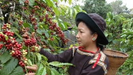 Xuất khẩu nông sản năm 2016: Gạo hụt hơi, cà phê bứt phá, rau quả, thủy sản đang phục hồi