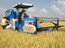 Tìm cách giữ thị trường cho gạo Việt