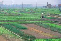 Tiếp tục miễn, giảm thuế đất nông nghiệp nhưng phải giám sát chặt chẽ