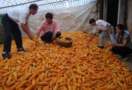 Nhập khẩu ngô tăng đột biến