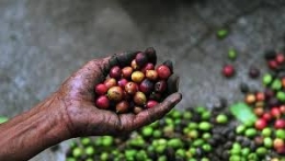 Biến đổi khí hậu đe dọa đến nguồn cung cà phê của Brazil