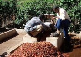 Nỗi niềm cây cà phê ở Tanzania