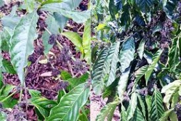 Giá cà phê Robusta tăng mạnh do lo ngại nguồn cung hạn chế