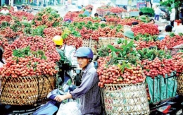 “Dọn đường” cho quả vải thiều sang Úc