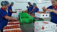 Giá rau quả xuất khẩu