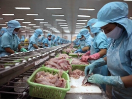 Xuất khẩu cá tra bấp bênh