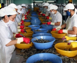 Triển vọng cho xuất khẩu tôm, cá tra, cá ba sa Việt Nam năm 2016