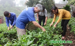 Xuất khẩu chè Thái Nguyên 9 tháng 2016