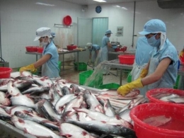 Xuất khẩu cá tra sang thị trường Mỹ, Trung Quốc tăng khả quan