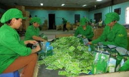 Quý 1/2016, xuất khẩu chè giảm 5% 