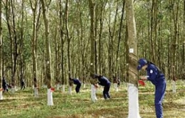 Xuất khẩu cao su tự nhiên của Campuchia liên tục tăng