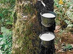 Giá cao su giảm, Thái Lan tái định hướng thị trường