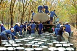 Giá cao su tăng do kỳ vọng nhu cầu của Trung Quốc mạnh lên