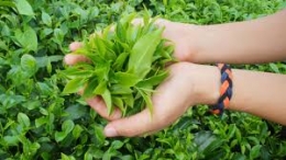 Nông dân trồng chè Ấn Độ yêu cầu tăng mức trợ cấp cho chè orthodox