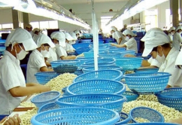 Giá điều nhân tăng cao trên thị trường quốc tế