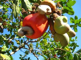 Mô hình phát triển mới của ngành điều Benin