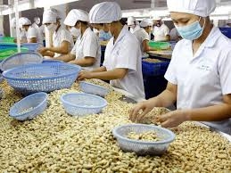 Ngành điều Việt Nam hồ hởi trước nhu cầu tăng mạnh