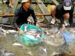 Thị trường cá tra hỗn loạn: Bàn tay thương lái Trung Quốc