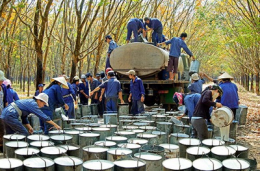 Xuất khẩu cao su đạt 4,36 tỷ USD