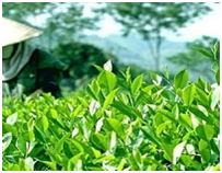 Sản lượng chè Bangladesh đạt mức kỷ lục, chuyển sang xuất khẩu