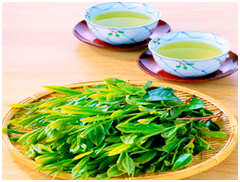Xuất khẩu chè khởi sắc
