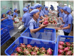 “Dấu ấn” trong xuất khẩu trái cây năm 2016