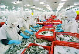 Xuất khẩu cá tra: Vẫn lo tăng trưởng thiếu bền vững
